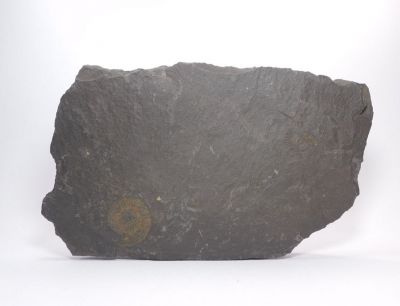 Amonit Dactyloceraz sp. - Holzmaden, Německo